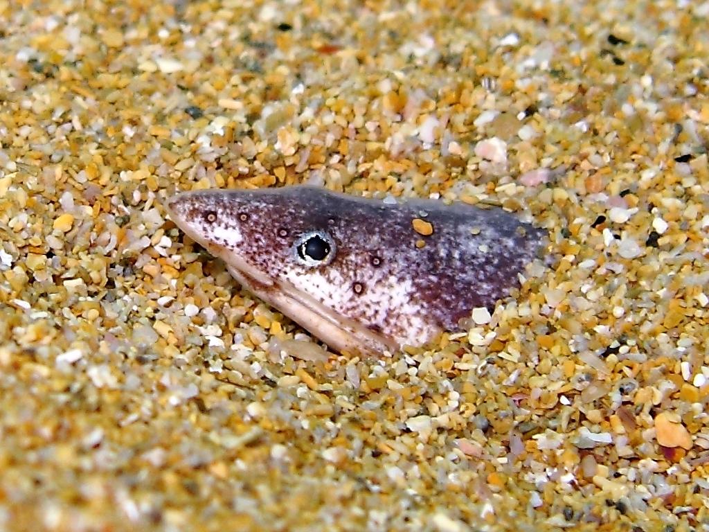 Orme di pesce misterioso sulla sabbia...(Apterichtus caecus)